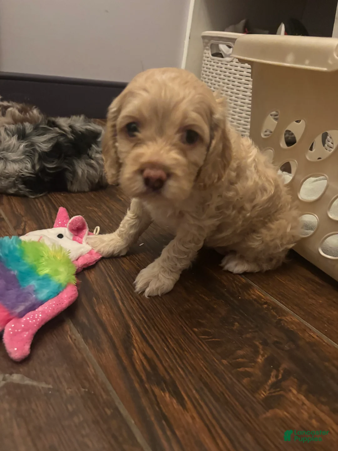 Cockapoo dogs for sale: Delilah  - Ad 5
