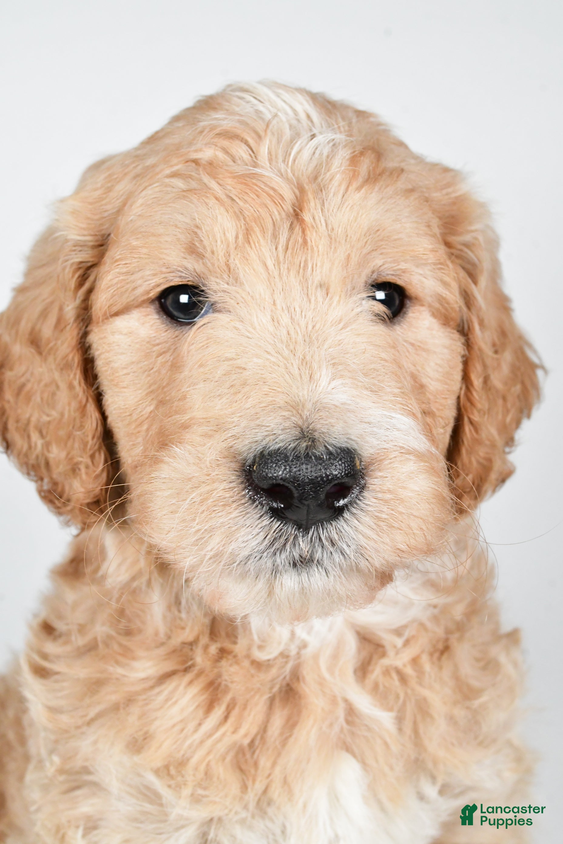 Labradoodle dogs Newton - Ad 8