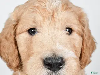 Labradoodle dogs Newton - Ad 37