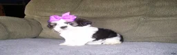 Shih Tzu dogs for sale: Gloria - Ad 3