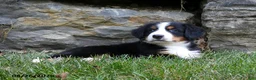 Bernese Mountain Dog dogs for sale: Clover - Ad 5