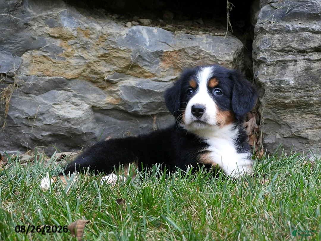 Bernese Mountain Dog dogs for sale: Clover - Ad 5