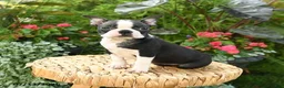 Boston Terrier dogs for sale: Bonnie - Ad 1