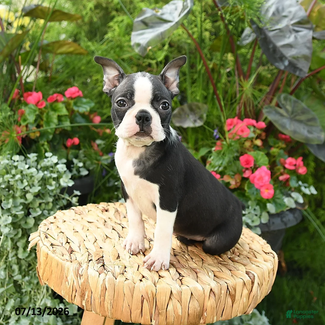Boston Terrier dogs for sale: Bonnie - Ad 1