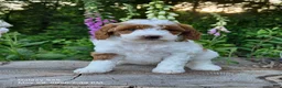 Mini Goldendoodle dogs for sale: Sasha - Ad 3