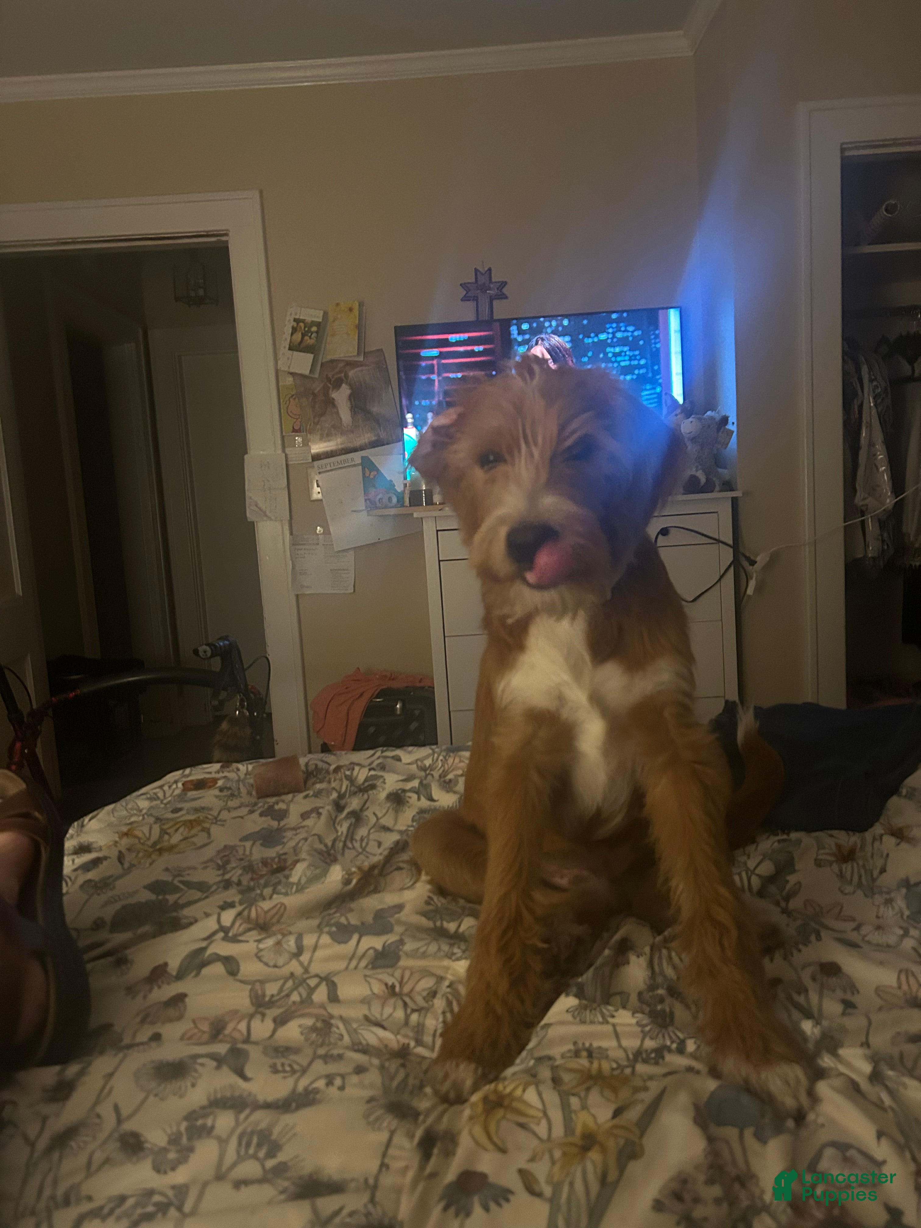 Labradoodle dogs for sale: Ranger  - Ad 1