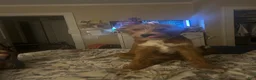 Labradoodle dogs for sale: Ranger  - Ad 1