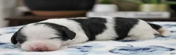 Mini Bernedoodle dogs for sale: Teagan - Ad 4