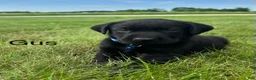 Labrador Retriever dogs for sale: Gus - Ad 14