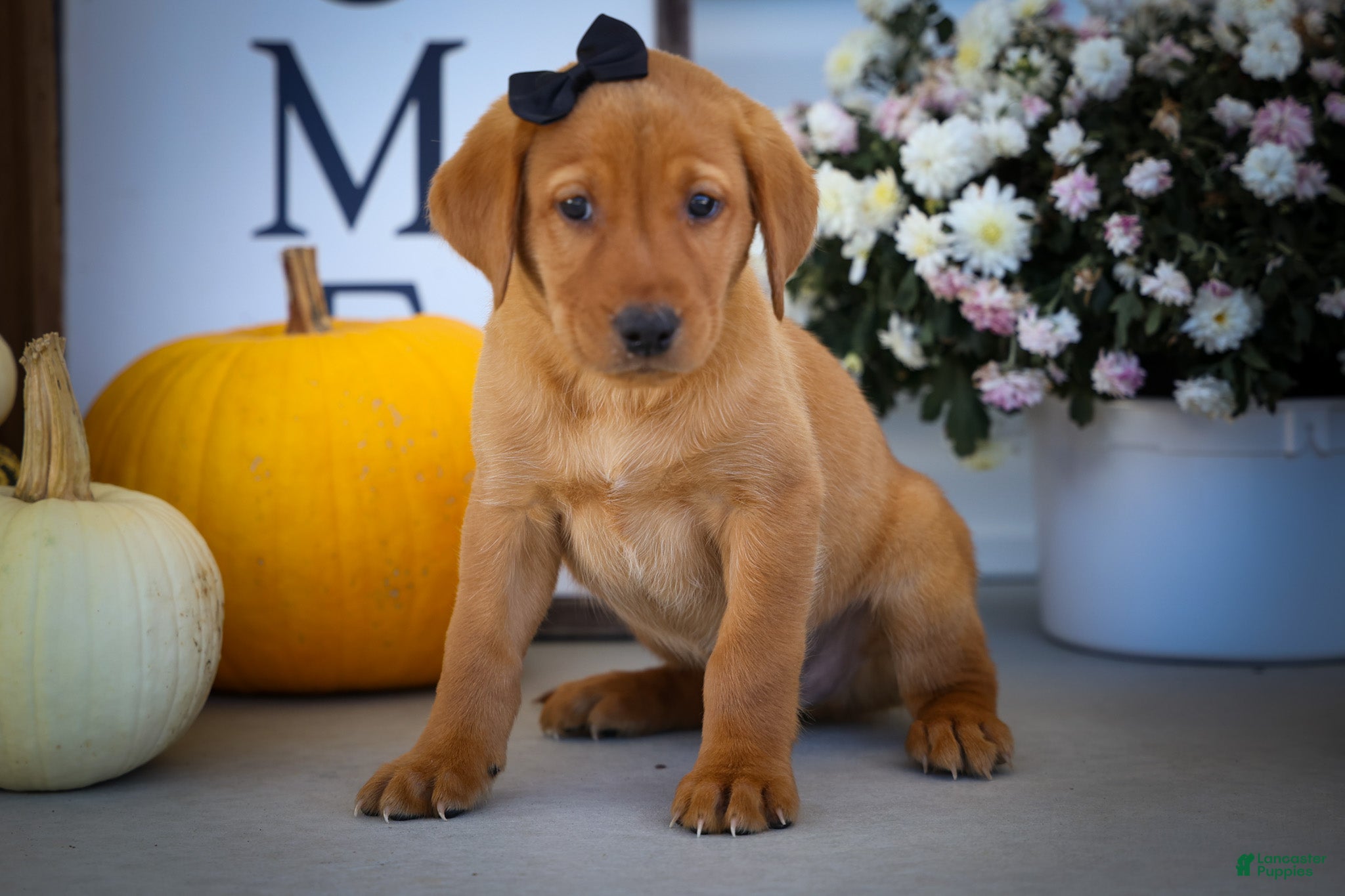 Labrador Retriever dogs NORMAN - Ad 2
