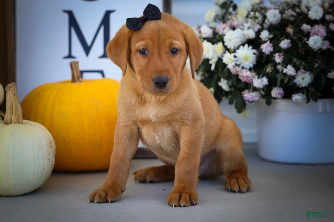 Labrador Retriever dogs for sale: NORMAN - Ad 2