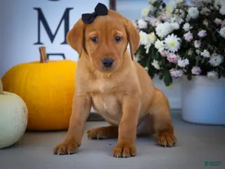 Labrador Retriever dogs NORMAN - Ad 2