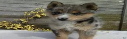 Pomsky dogs for sale: Stella - Ad 8