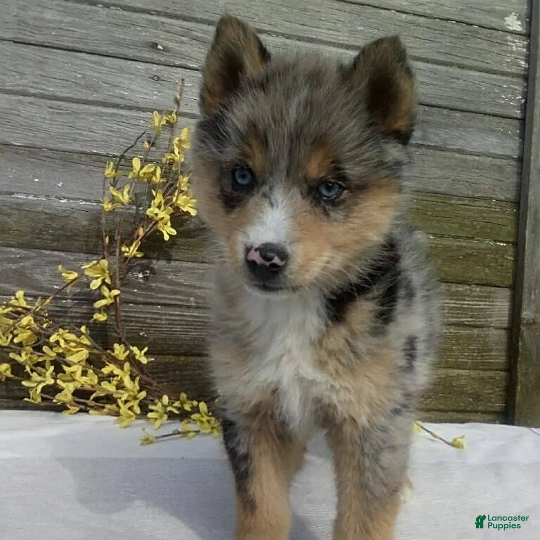 Pomsky dogs for sale: Stella - Ad 8