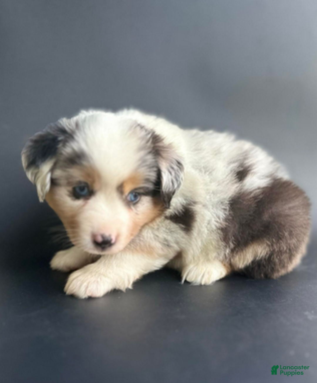 Mixed Breed dogs for sale: Chloe - Ad 4
