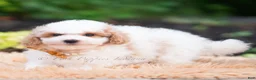 Mini Goldendoodle dogs for sale: Flounder - Ad 3
