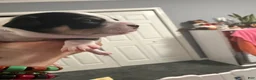 Chihuahua dogs for sale: Chihuahua 1 - Ad 8