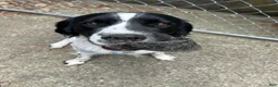 English Springer Spaniel dogs for sale:  English Springer Spaniel 2 - Ad 4