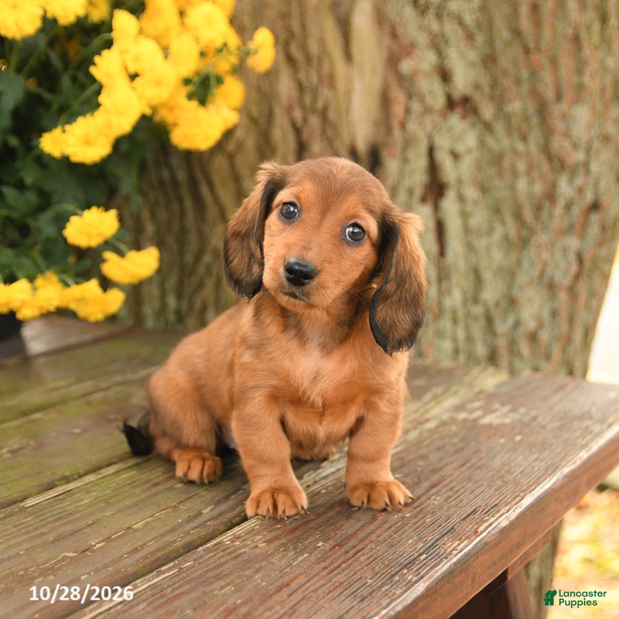 Miniature Dachshund dogs for sale: Dreamer - Ad 1