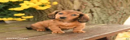 Miniature Dachshund dogs for sale: Dreamer - Ad 1