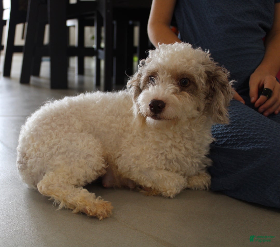 Toy Poodle dogs for sale: Angel - Ad 4