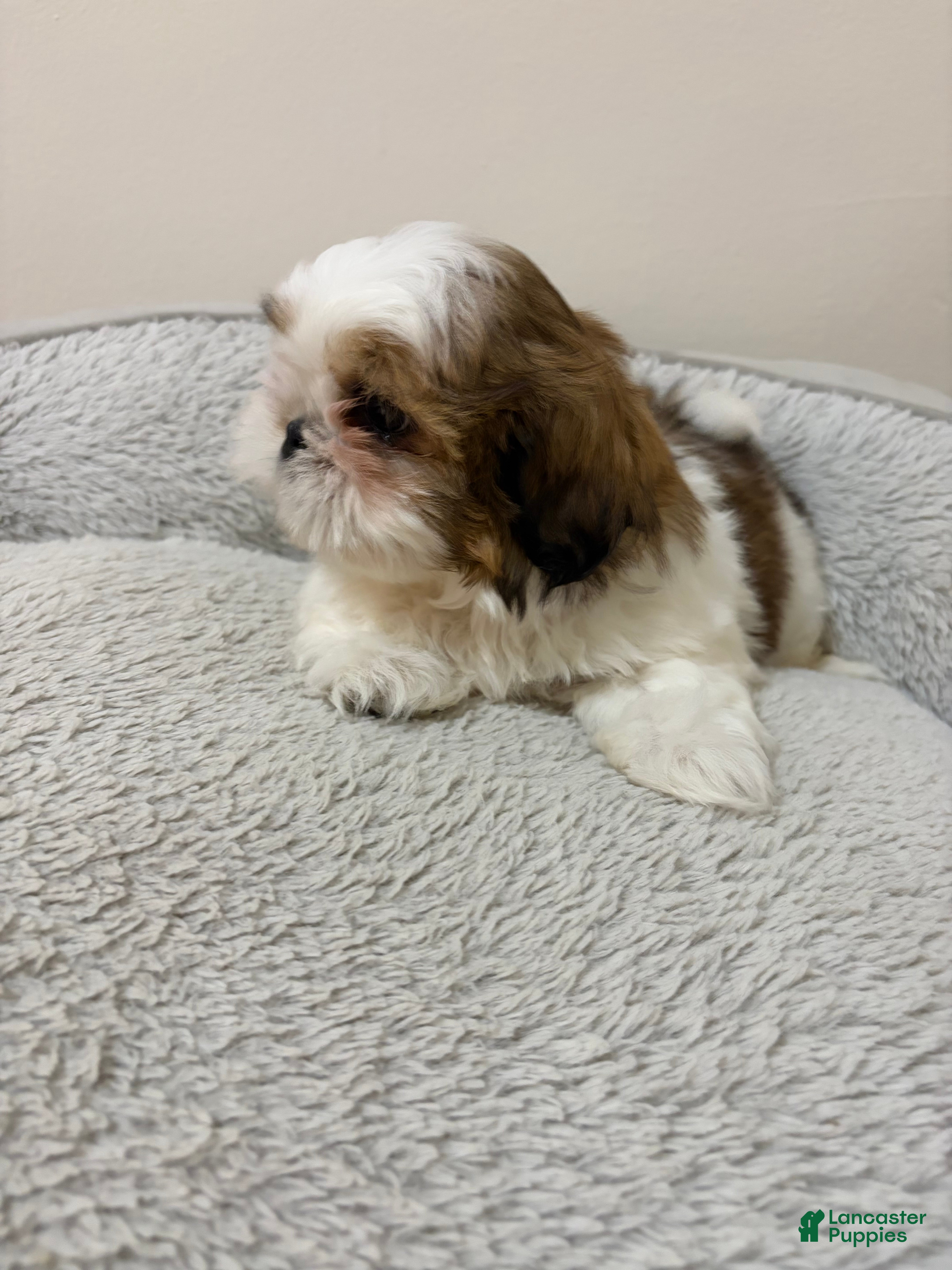 Shih Tzu dogs Valentina - Ad 28