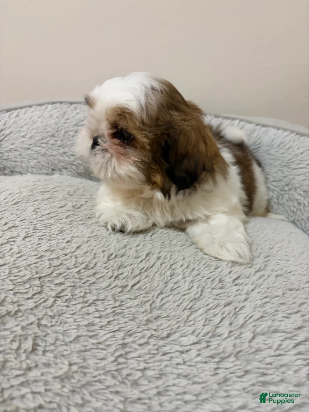 Shih Tzu dogs for sale: Valentina - Ad 1
