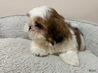 Shih Tzu dogs Valentina - Ad 23