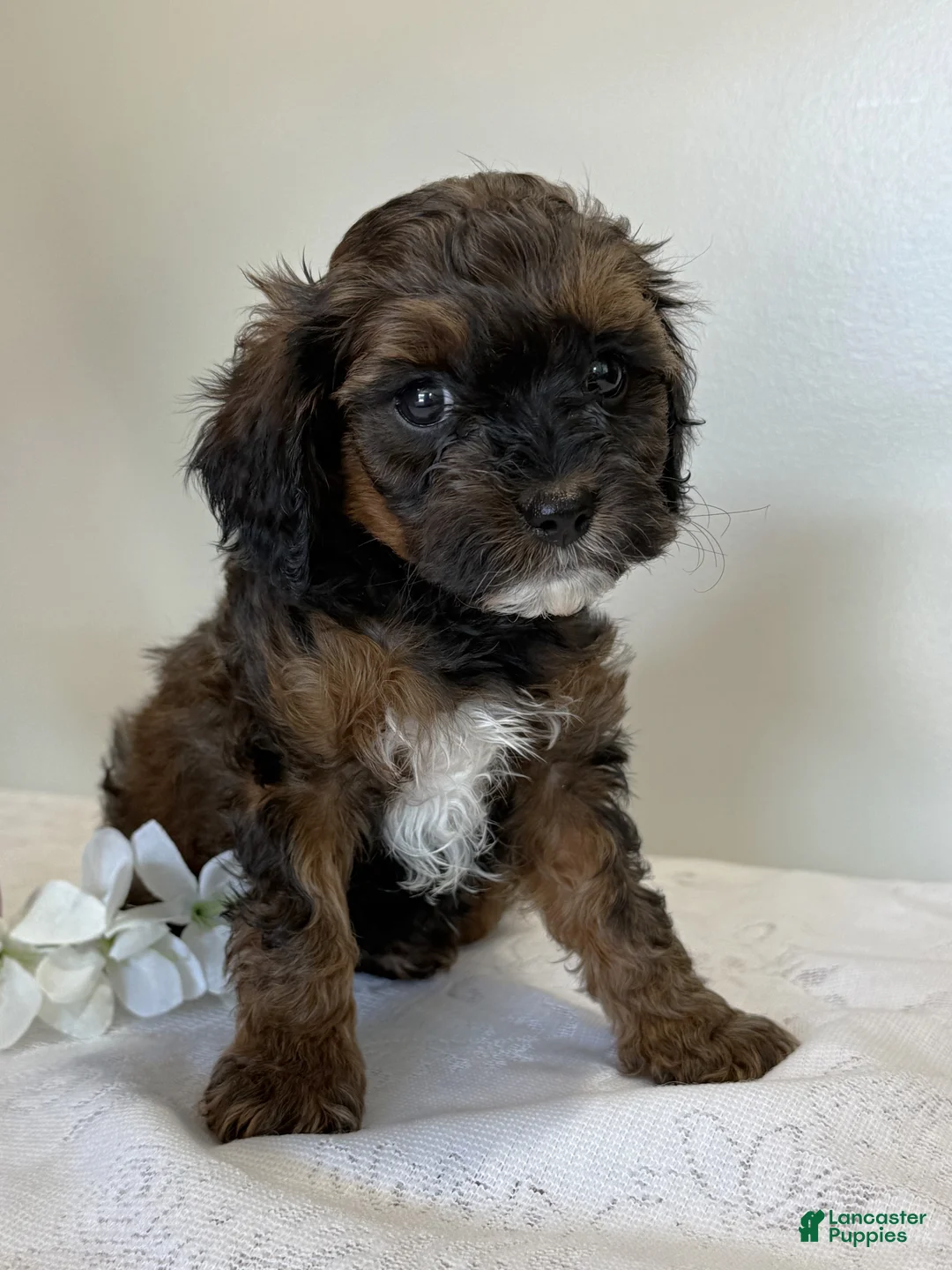 Cavapoo dogs for sale: Chocolate Chip Cavapoo  - Ad 1