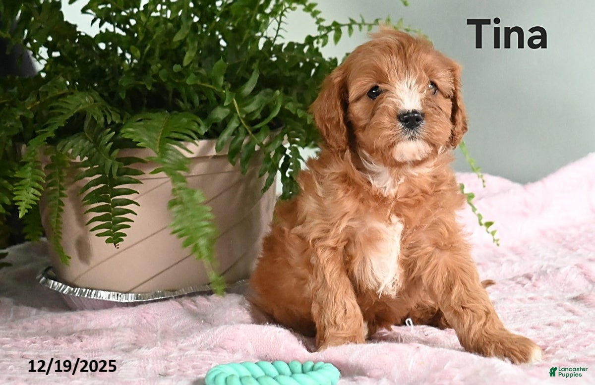 Cavapoo dogs Tina - Ad 36
