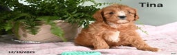 Cavapoo dogs for sale: Tina - Ad 1