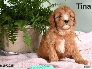 Cavapoo dogs Tina - Ad 36