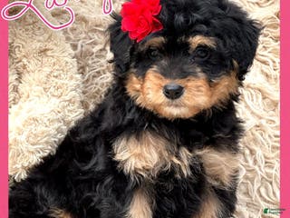 Aussiedoodle dogs Laney - Ad 17