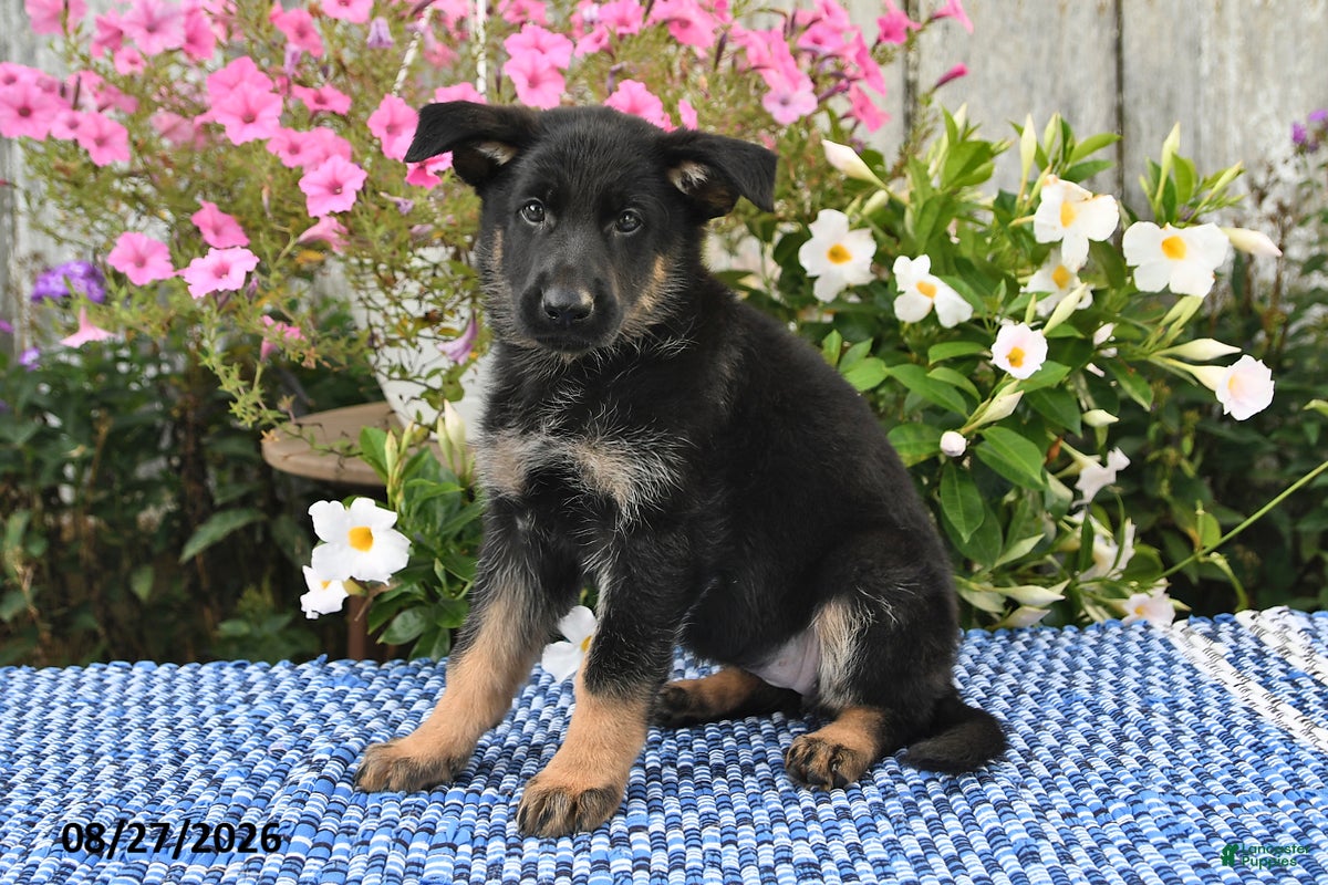 German Shepherd dogs Sasha - Ad 2