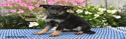 German Shepherd dogs for sale: Sasha - Ad 2