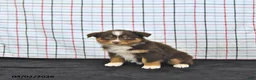 Australian Shepherd dogs for sale: Paisley - Ad 4