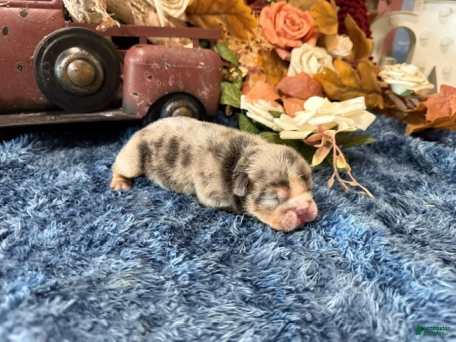 English Bulldog dogs Delia (darker Merle) - Ad 1