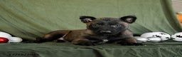 Belgian Malinois dogs for sale: Opal - Ad 3