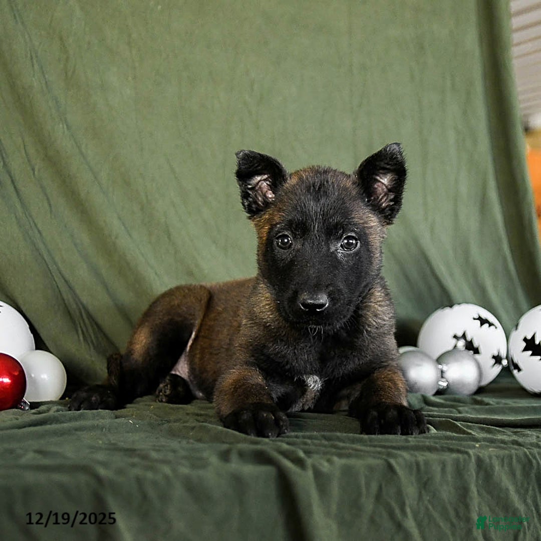 Belgian Malinois dogs for sale: Opal - Ad 3