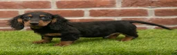 Miniature Dachshund dogs for sale: Harry - Ad 4