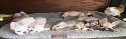 French Bulldog dogs for sale: LIZZIE - FAWN CUTIE IN CALI, USA DELIVERY & FINANCING OPTIONS! - Ad 11