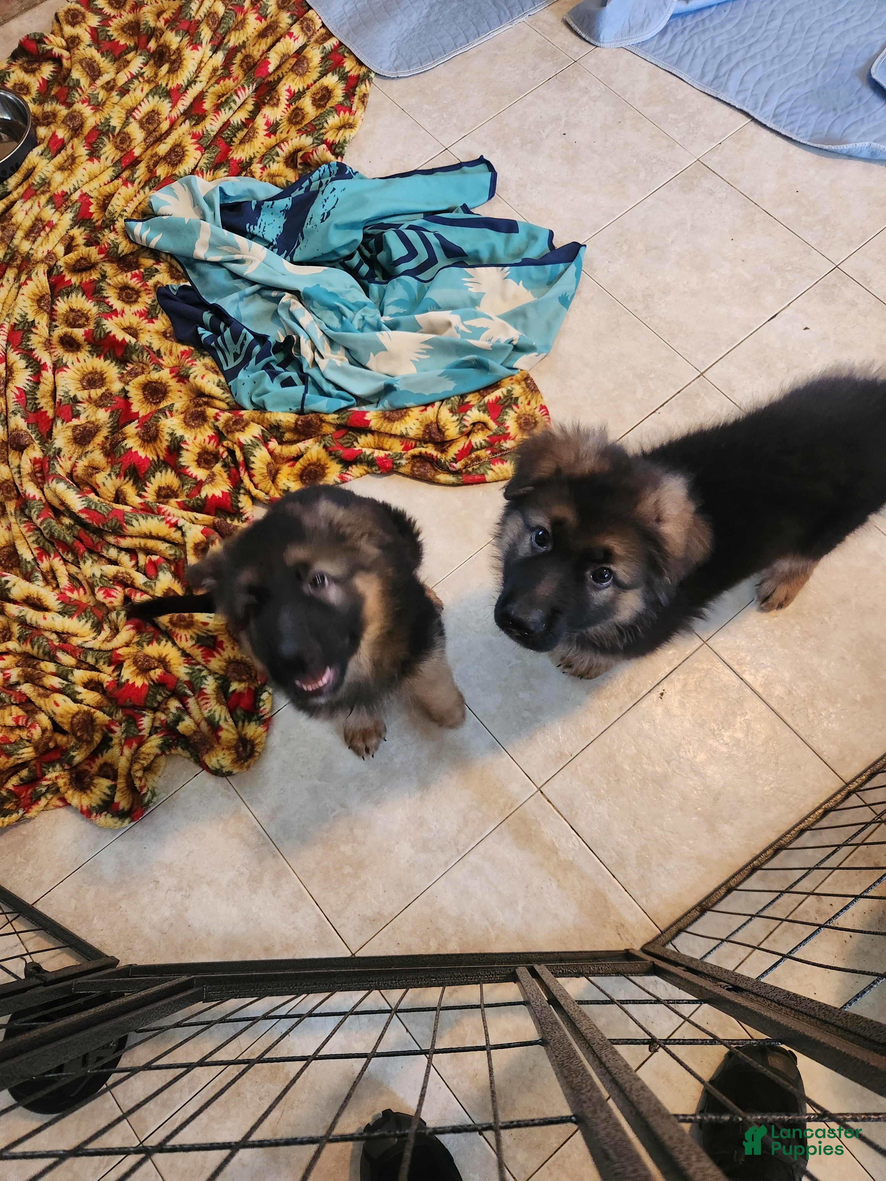 German Shepherd dogs German Shepherd 2 yellow  - Ad 2
