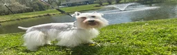 Miniature Schnauzer dogs for sale: Jack - Ad 3