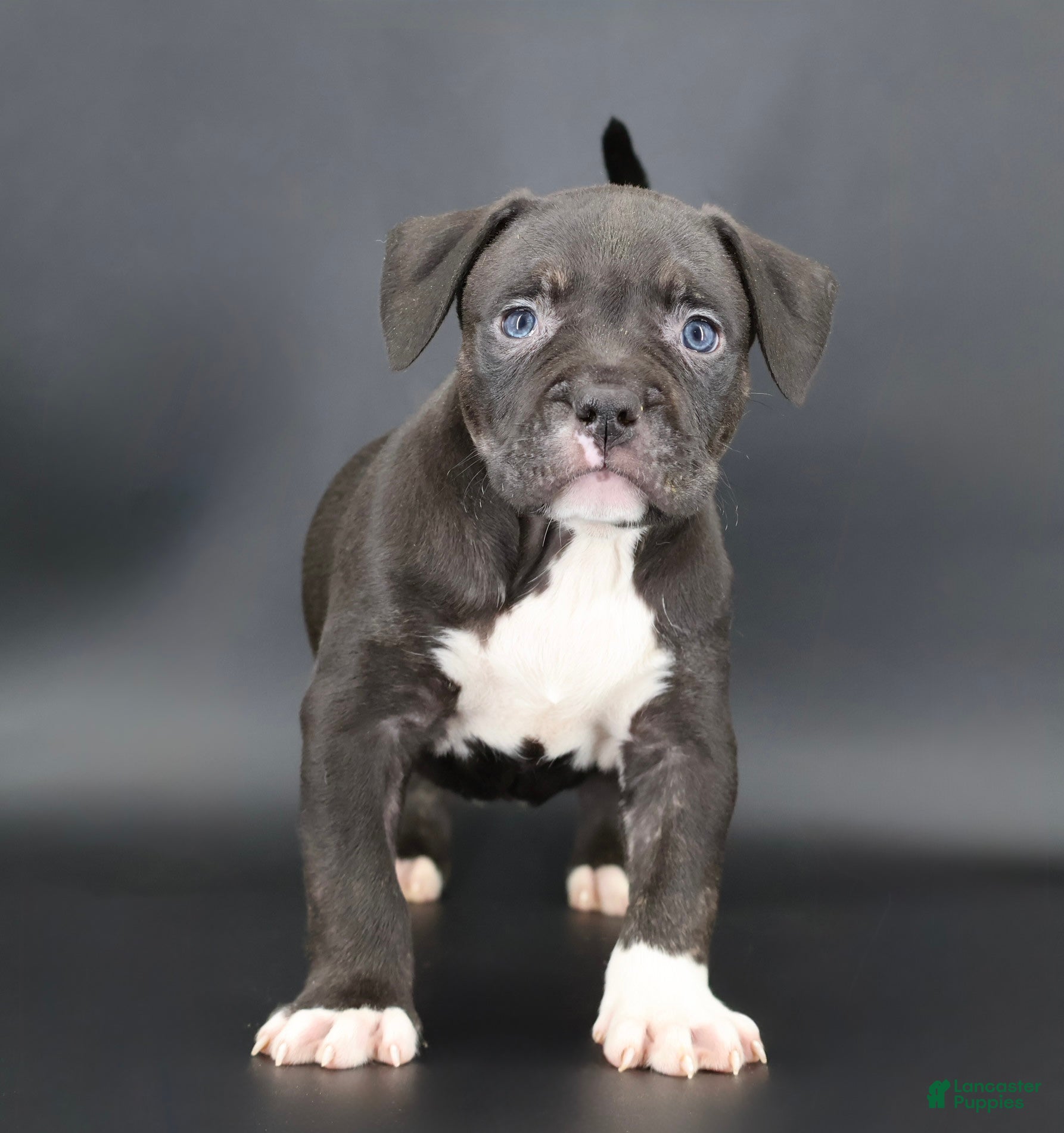 American Bully dogs Sterling - Ad 37