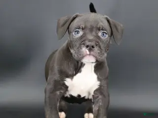 American Bully dogs Sterling - Ad 37
