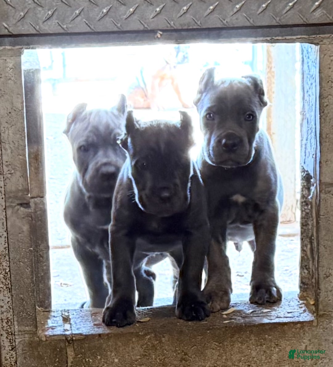 Cane Corso dogs for sale: Zeus - Ad 3