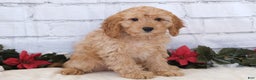 Cavapoo dogs for sale: Cavapoo Puppy 1 - Ad 2