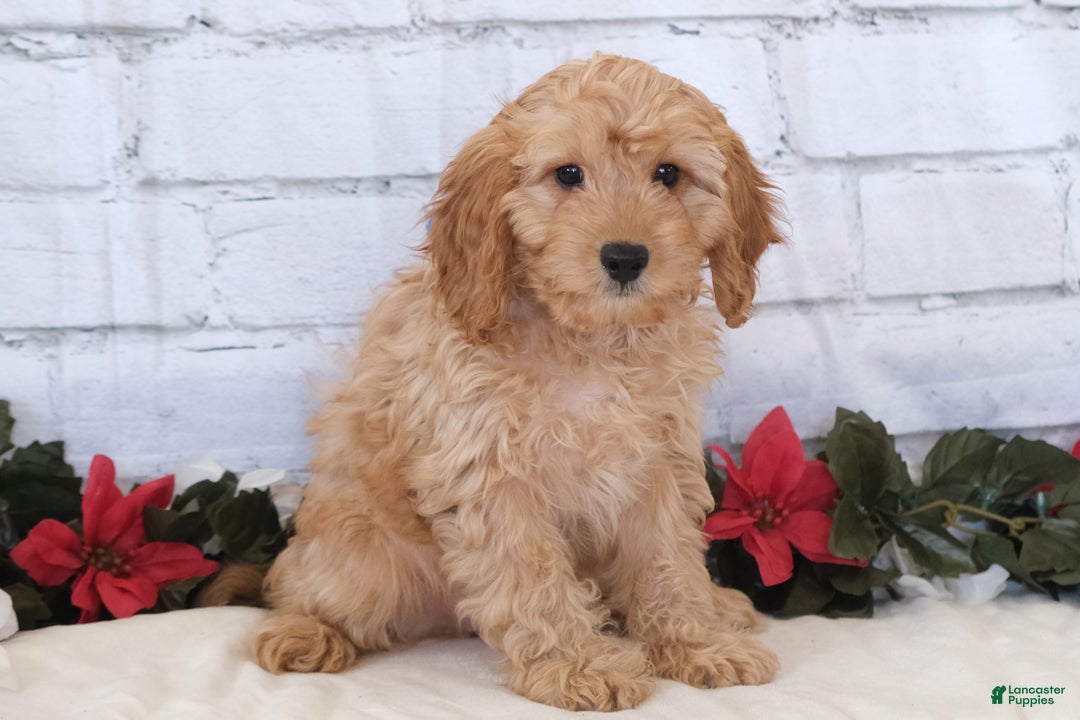 Cavapoo dogs for sale: Cavapoo Puppy 1 - Ad 2