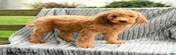Goldendoodle dogs for sale: Frankie - Ad 3