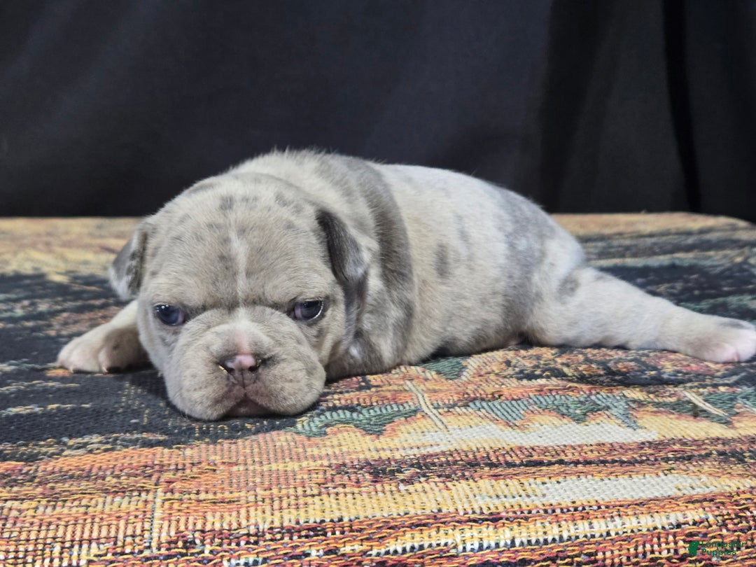 Frenchton dogs for sale: Blossom - Ad 2